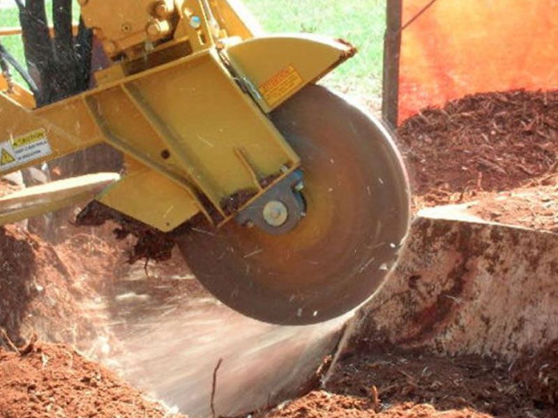 Article about Is It Better To Remove A Tree Stump Or Grind It