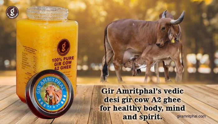 Article about Pure A2 Desi Ghee in India | GIR AMRITPHAL
