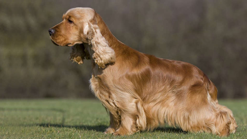 Article about American Cocker Spaniel Dog Breed History, Description and Temperament