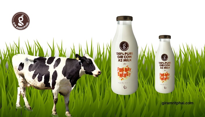 Article about Buy High-Quality Pure Natural Cow Milk in Delhi