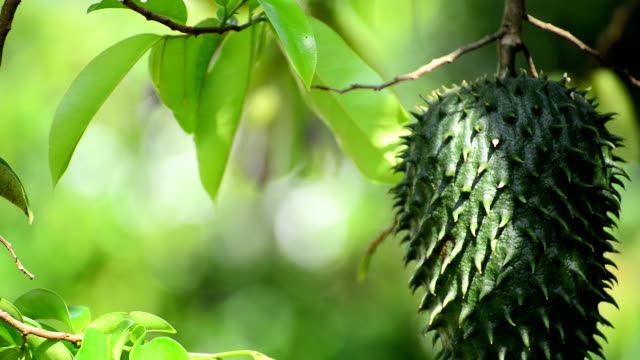 Article about Amazing Nutrition Facts Of Soursop Fruit