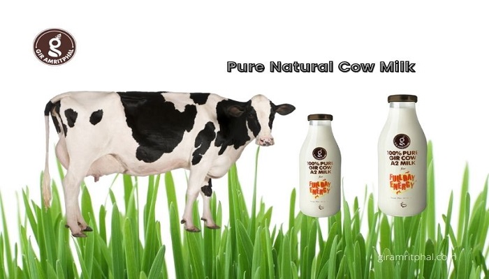 Article about High-Quality Tasty Pure Natural Cow Milk in Delhi