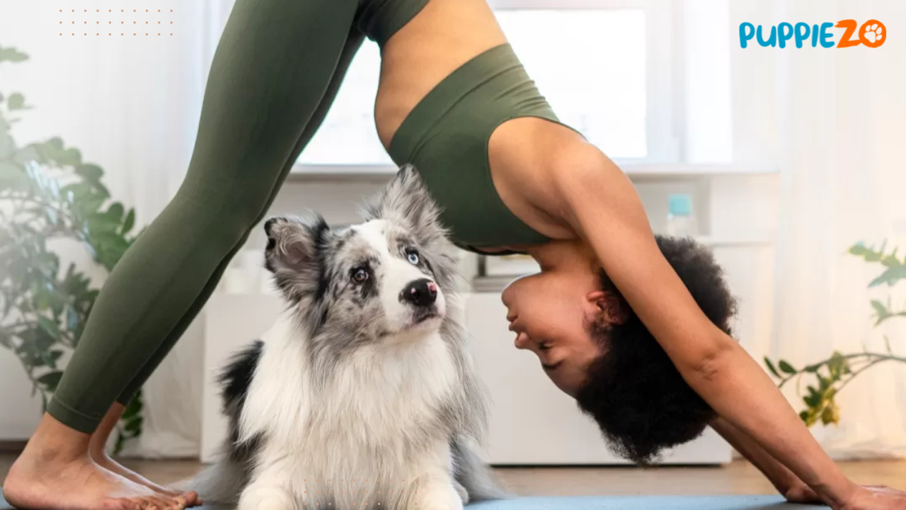 Article about Puppy Yoga: The Perfect Way to De-Stress for Pet Lovers: Puppiezo.com